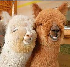 Alpaca smiling for a photo