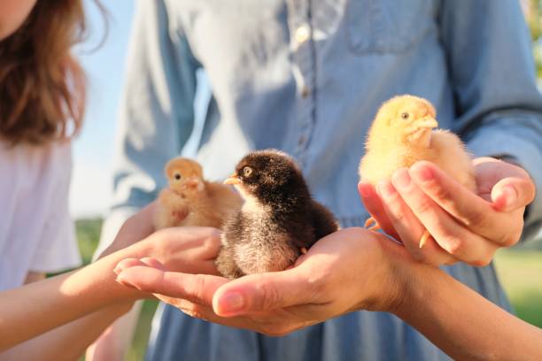 Kids holding baby chicks