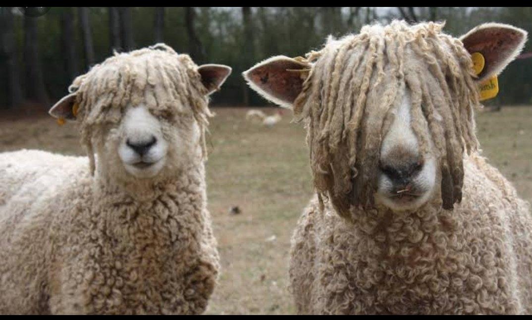 Woolly sheep with mohawk