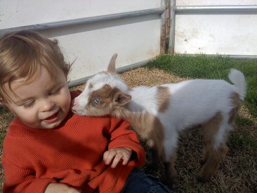 Birthday party petting zoo