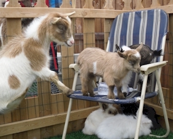 Festival setup with shade tent