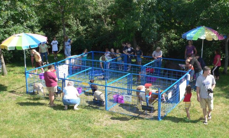 Mini petting zoo setup at a birthday party